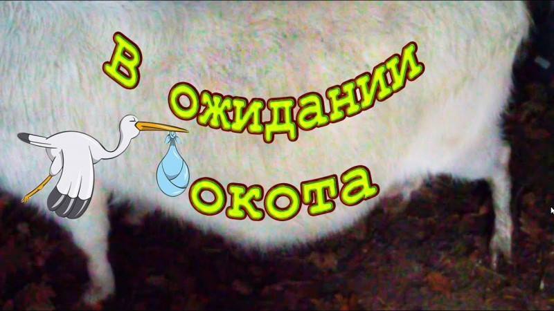 В ожидании окота