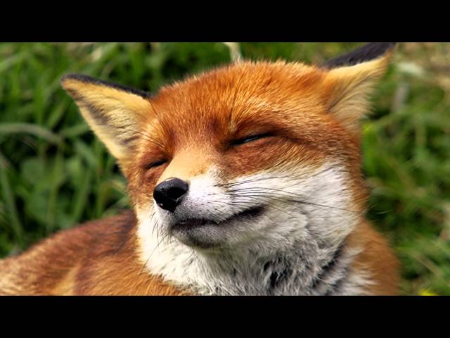 Славянский гороскоп - чертог лисы или лиса с 22 марта по 14 апреля