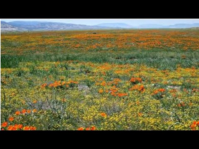 ЛАТЫНЬ в юриспруденции