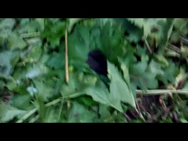 Лес и прочее с Ним