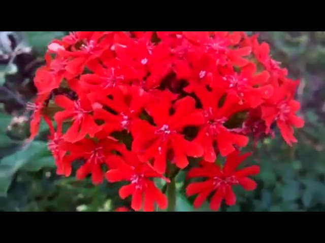 ЦветочноПенный Обзор