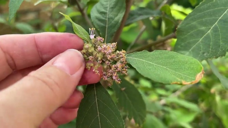 Наш крымский участок в июле