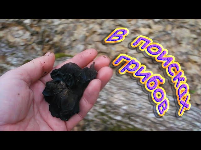 В поисках грибов