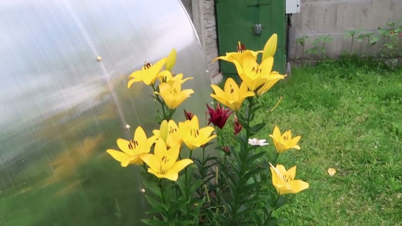 Цветы лилии для вашего участка ростом с человека