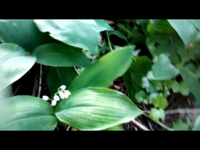 Малостями о Разном