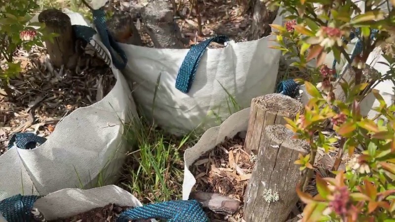 Наша плантация в мае Часть 1