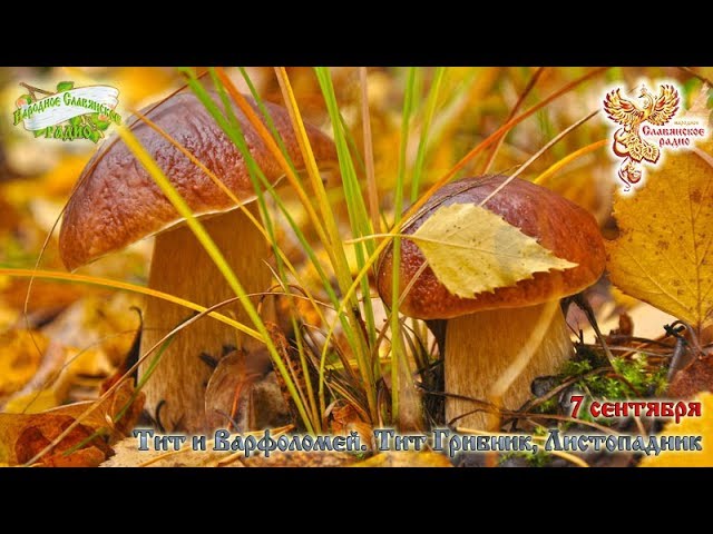 Братья Месяцы. 7 сентября  Тит и Варфоломей  Тит Грибник  Листопадник