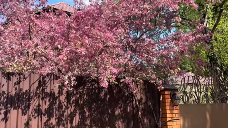 Прогулка по майском саду . Май на даче в Подмосковье.