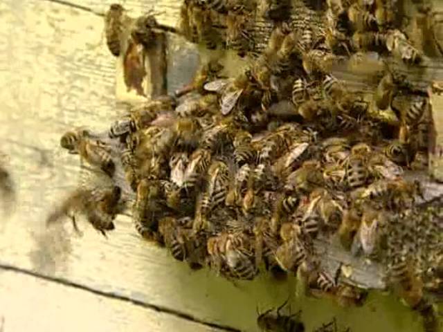 Люди и пчелы. Часть 1