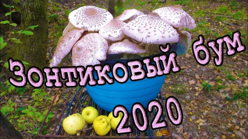 Зонтиковый бум 2020 
