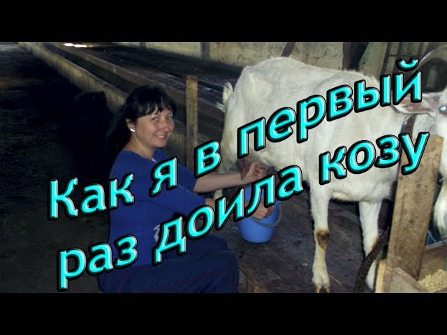 Как я в первый раз доила козу