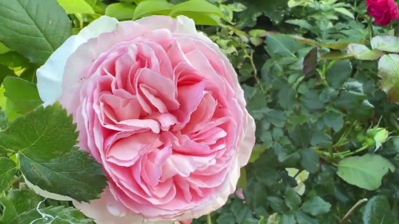 Наш крымский участок в июне