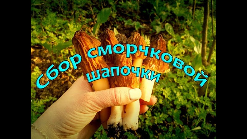 Сбор сморчковой шапочки