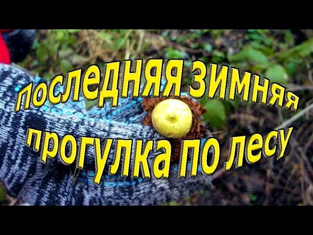 Последняя зимняя прогулка по лесу