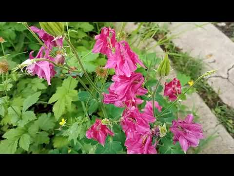 483 Майския всякости-разности из сНежнянского Асгарда