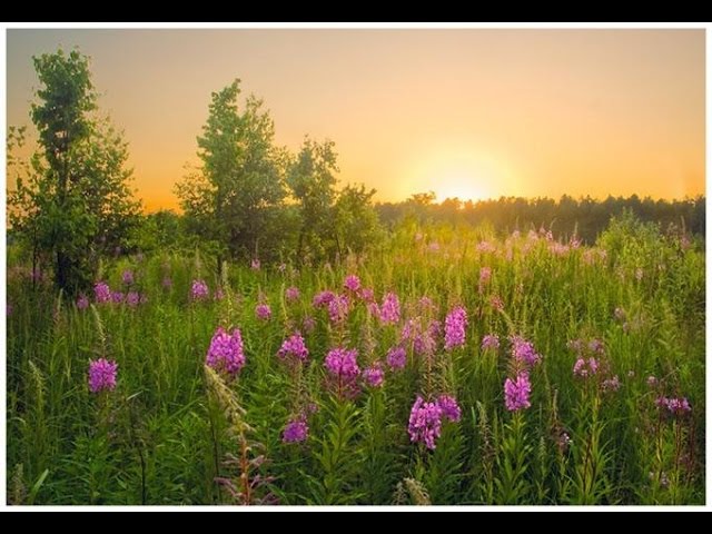 Древнерусская чайная культура. Беседа с ведуном