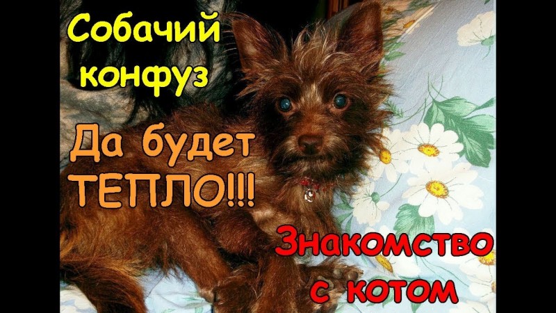 Собачий конфуз, окончание установки печи, знакомство с нашим котом