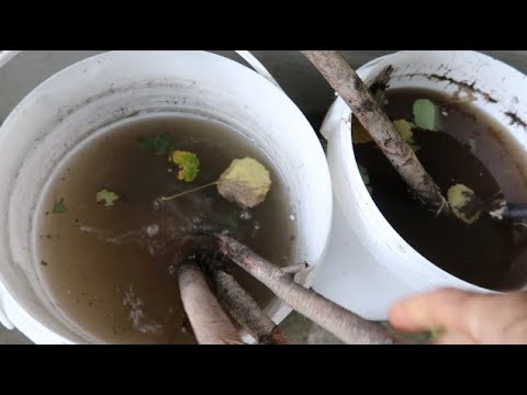 КОГДА и как засевать БЕЛЫЕ ГРИБЫ на своем участке, чтобы получить большой урожай ч.1