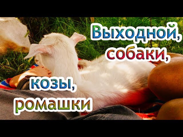 Выходной, собаки, козы, ромашки