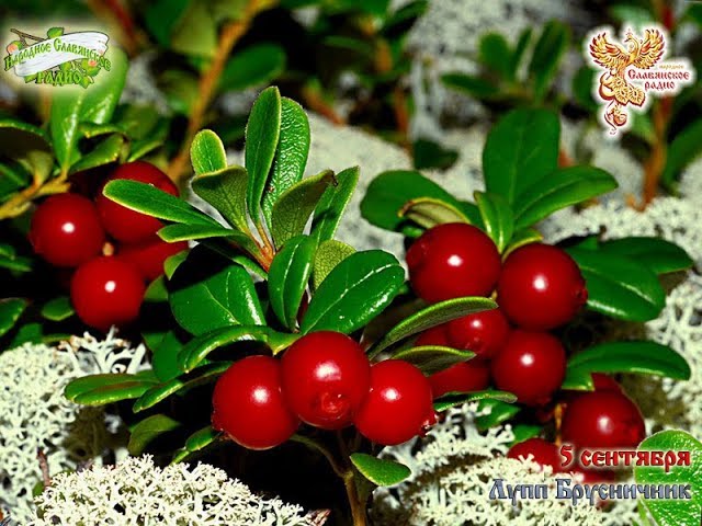 Братья Месяцы. 5 сентября - Лупп Брусничник