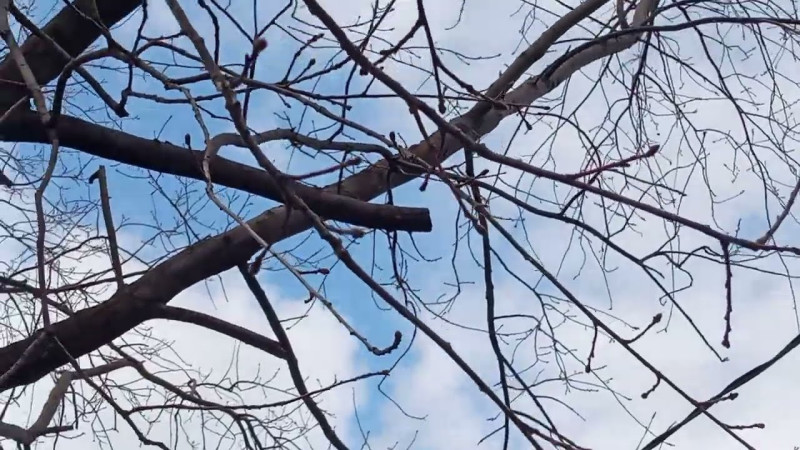 557 24.03.2025 Скворцовые Трели VID_20250324_151157