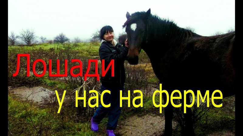 Лошади у нас на ферме