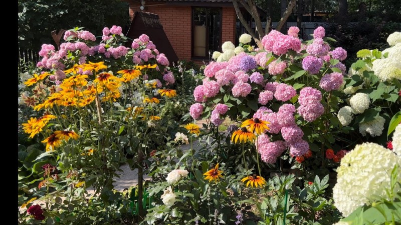 Крупнолистные гортензии в средней полосе России. Выращиваю более двадцати лет . Делюсь опытом