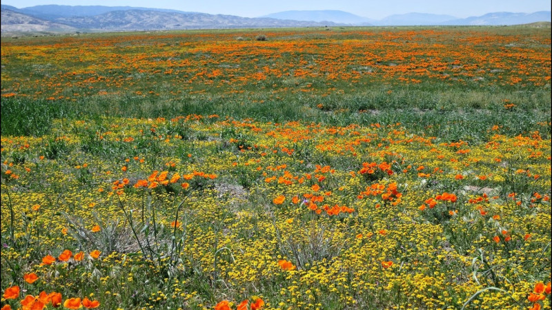 ЛАТЫНЬ в юриспруденции.