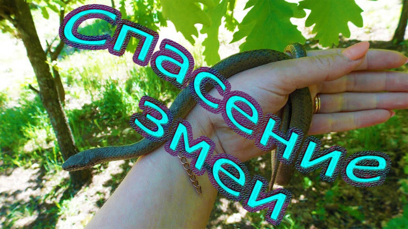 Спасение змеи