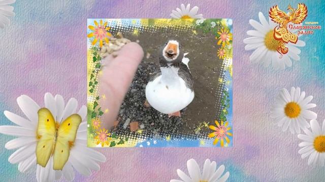 Братья Месяцы. 28 сентября - Никита Репорез. Гусепролет.mp4