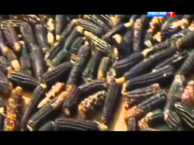 ГМО продукт. Уничтожение России по закону