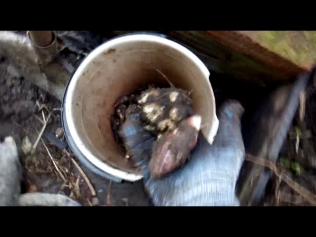 Томаты и Топинамбур