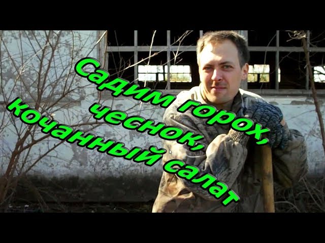 Продолжение посадочных работ.  Садим горох, чеснок, кочанный салат