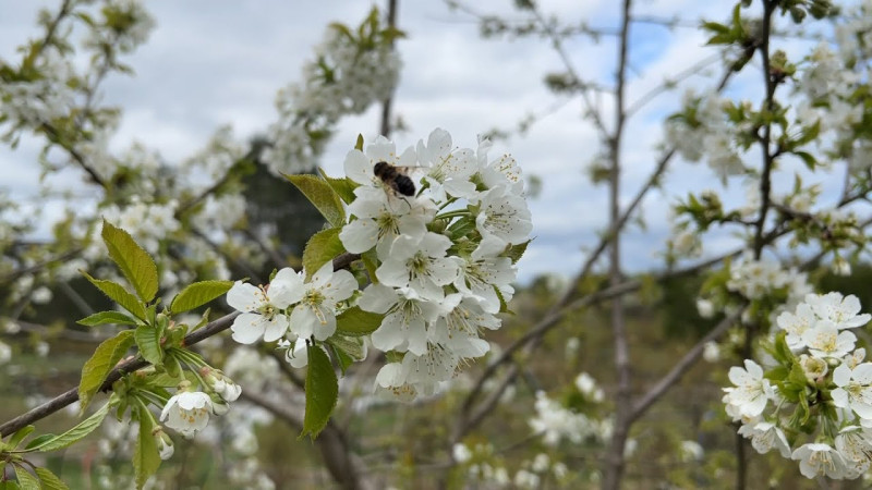Наша плантация в Стрелово в апреле