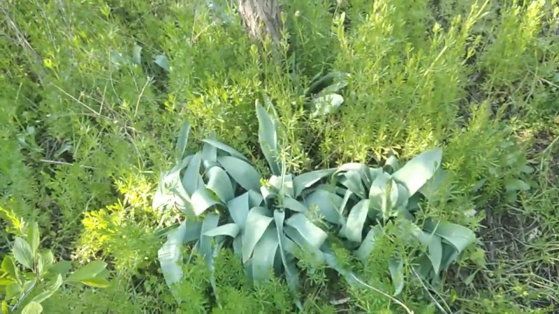 29.04.2025 Цветение Яблони и Черёмухи.