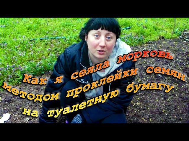 Как я сажала морковь в апреле ленточным методом наклейки семян на туалетную бумагу