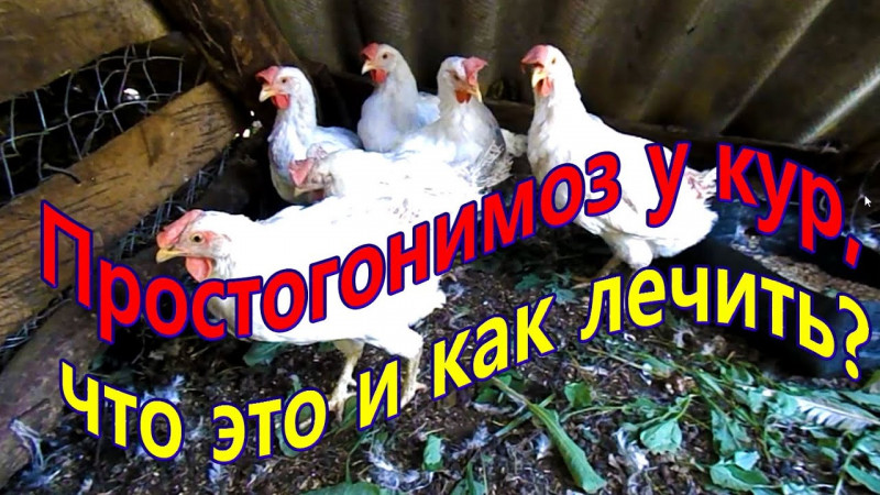 Простогонимоз у кур, что это и как лечить