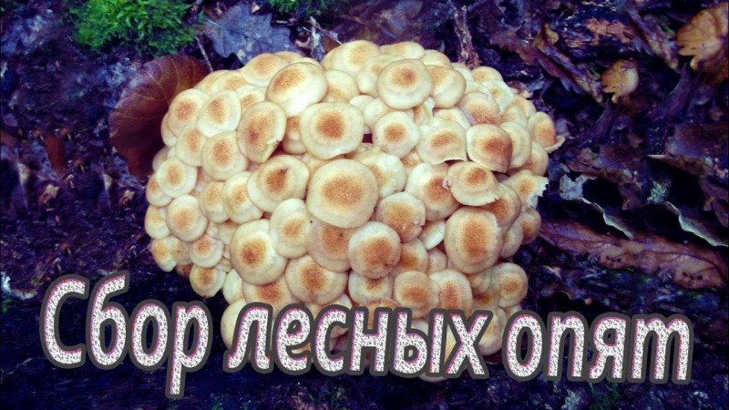 Сбор лесных опят