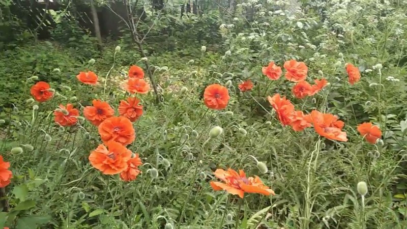 18.05.2025 Мои Маки.