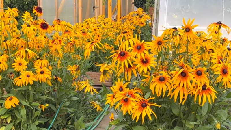 Начала заготовку трав для чая