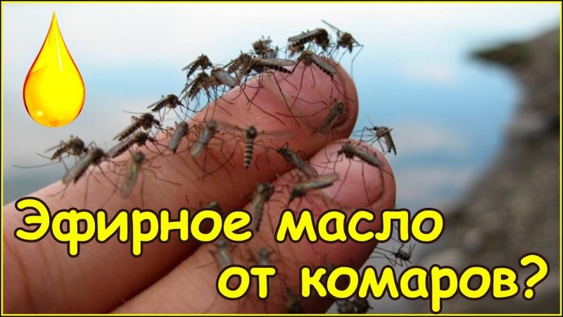 Эфирное масло гвоздика как средство от комаров
