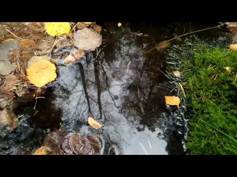 Листья пожелтели птицы улетели осенью осенью