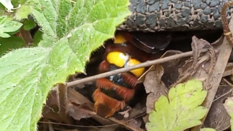 487 04.06.2024 Странный большой полосатый мух VID_20240604_170620