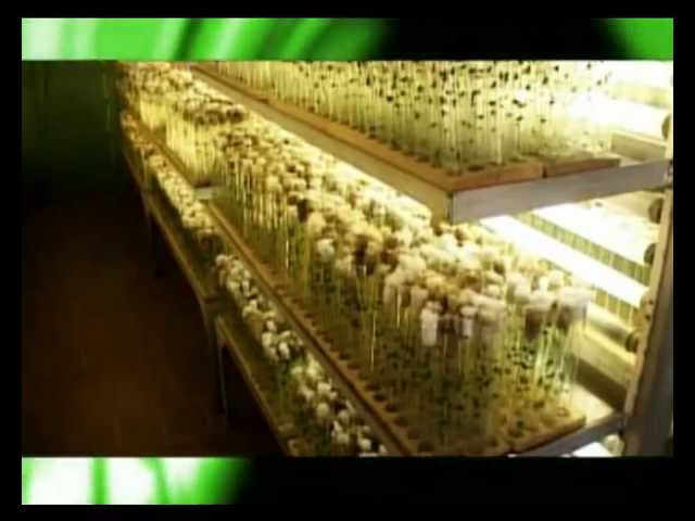 Лен долгунец