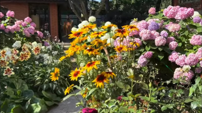 Как лучше посадить крупнолистную гортензию весной