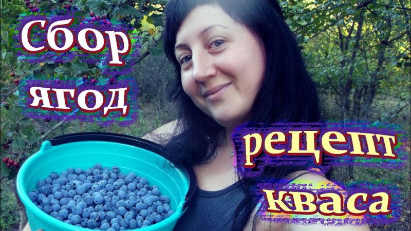 Сбор ягод, рецепт кваса