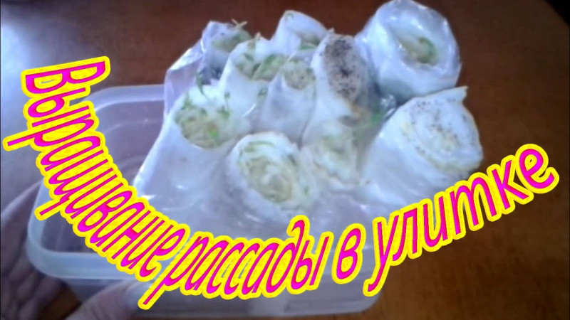 Выращивание рассады в улитке