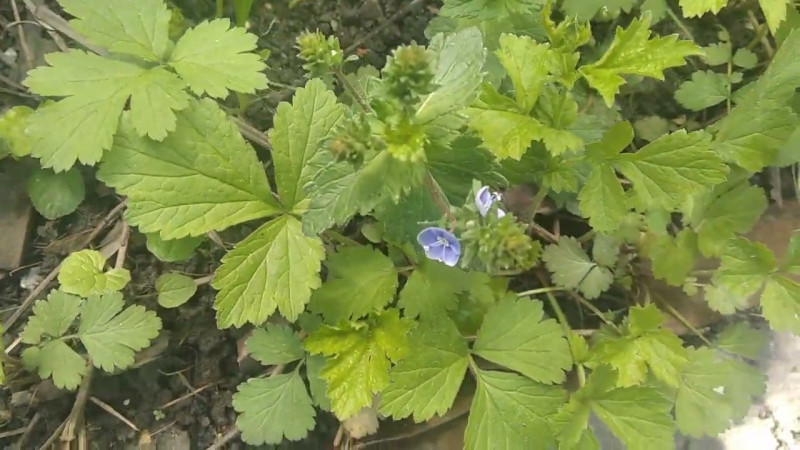 30.04.2025 Странное Облако и Цветочки.