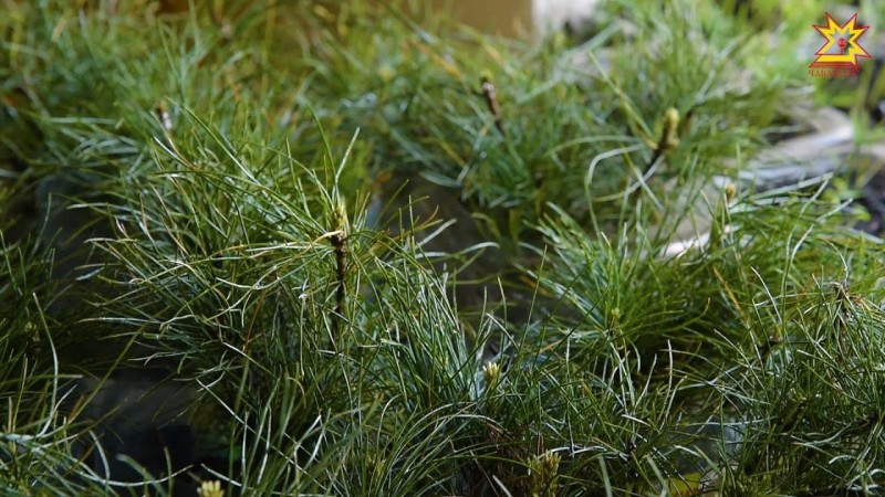 Кедровые саженцы