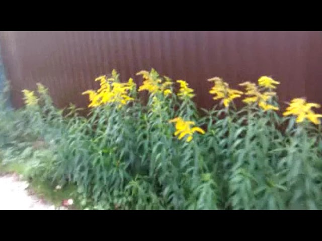 Малость о Веси